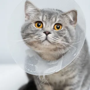 Segala Hal yang Harus Anda Ketahui Tentang Penyakit FIP pada Kucing