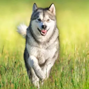 Working Dogs Everything You Need to Know