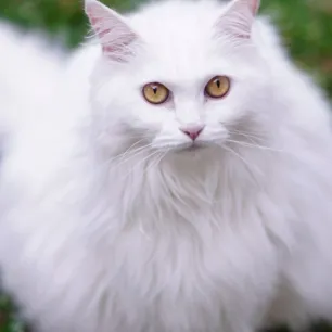 Panduan komprehensif merawat kucing anggora agar tetap sehat dan bahagia