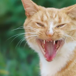 Apa Penyebab Kucing Rabies Waspadai Gejala dan Cara Pencegahannya