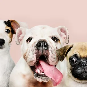 15 Fakta Tentang Anjing yang Menarik untuk Diketahui