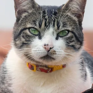 15 Nama Kucing Jantan dan Artinya