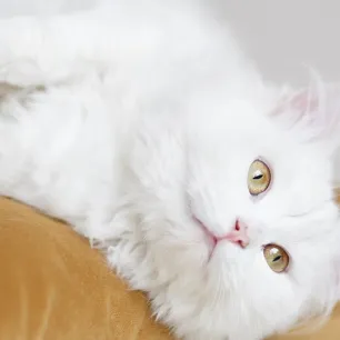 15 Rekomendasi Nama Kucing Putih