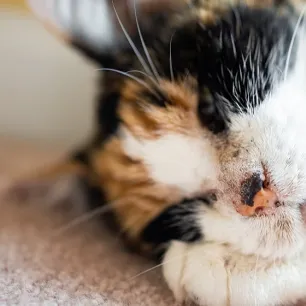 Abses Pada Kucing Penyebab dan Cara Mengobatinya
