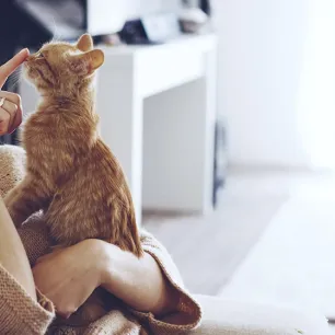 Berapa Lama Kucing Hidup