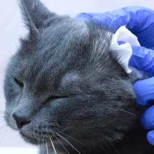 Cara Membersihkan Telinga Kucing