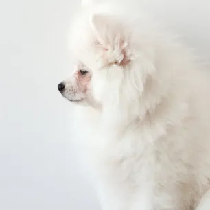 White dog