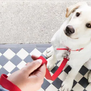 Dog on a leash