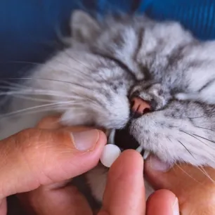 Efektif Ini Cara Mengobati Kucing yang Sering Bersin