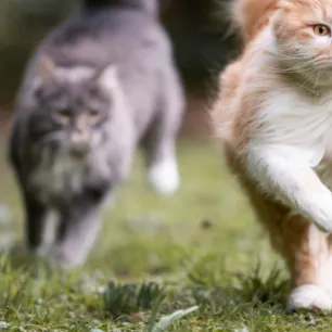 Kenali Jenis-jenis Keturunan Kucing di Dunia, Mana Favoritmu