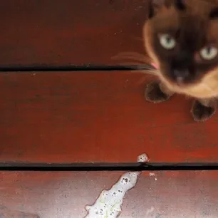 Kucing Muntah Busa Putih, Berbahayakah