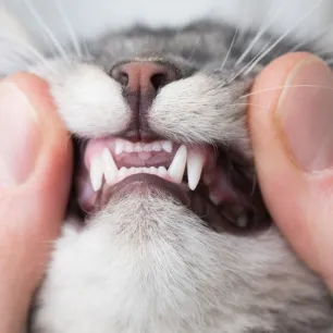 Kucing Sakit Gigi Gejala Penyebab dan Perawatan Tepat