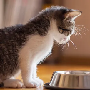 Makanan Kucing Kecil Cara Merawat Anak Kucing Baru Lahir
