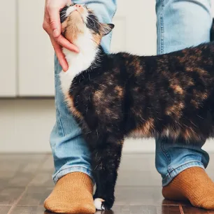 Perbandingan Usia Kucing dan Manusia