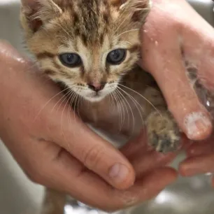 Rahasia Memandikan Anakan Kucing dengan Aman dan Nyaman