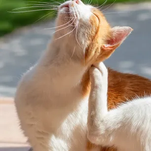 Simak 8 Cara Membasmi Kutu Kucing yang Ampuh Ini