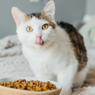 Manfaat Probiotik untuk Kesehatan Saluran Cerna Kucing