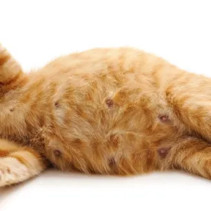 Kucing Hamil Berapa Bulan Sebenarnya Masa Kehamilan Mereka