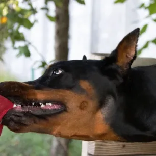 Anjing Gila Gejala Penyebab Cara Mengobati dan Tips Mencegahnya