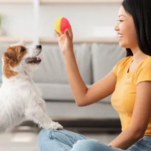 11. Cara Melatih Anjing_Teknik dan Tips untuk Anjing yang Patuh dan Bahagia