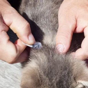 Ampuh Ini Cara Menghilangkan Kutu Kucing yang Mengganggu