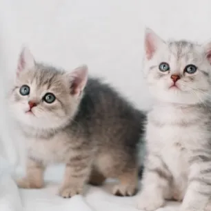 Temukan Perbedaan Anak Kucing Jantan dan Betina Berikut