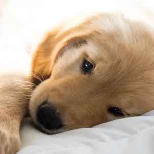 Mengenal Lebih Dekat Anakan Golden Retriever.