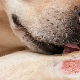 Mengatasi Scabies pada Anjing Tips Menangani dan Mencegah Penyebaran