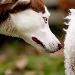 Anjing Kentut Normal atau Masalah Ini yang Perlu Diketahui