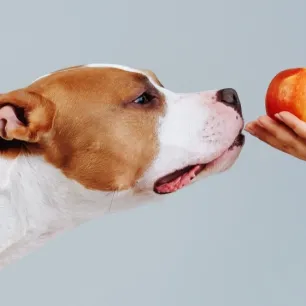 Apakah Anjing Boleh Makan Apel Ini Manfaat dan Cara Menyajikannya dengan Aman