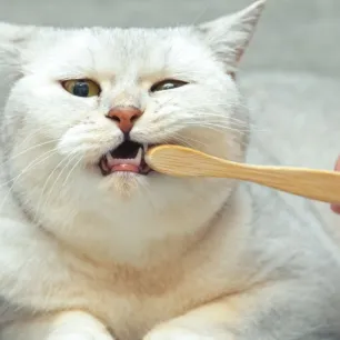 Cara Menyikat Gigi Kucing Agar Tetap Sehat