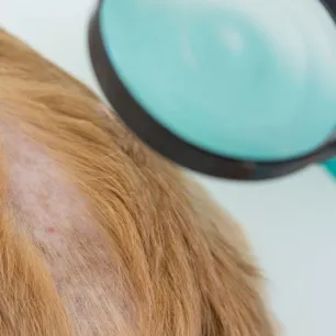 Malassezia pada Anjing Ciri Ciri Penyebab Cara Mengatasi dan Tips Mencegah