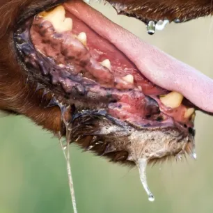 Perlu Diketahui Ini Informasi Seputar Rabies pada Anjing