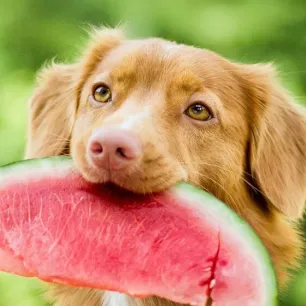 Hal yang Perlu Diperhatikan dalam Memilih Makanan Anjing