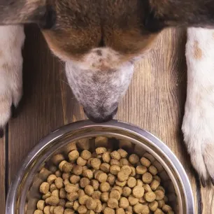 Jenis Makanan Anjing yang Wajib Anda Ketahui