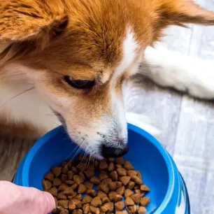 Seputar Pakan Anjing Rumahan
