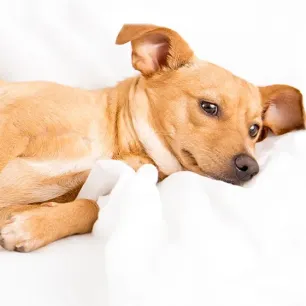 Makanan Anjing untuk Anjing Hamil