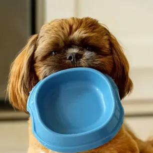 Pakan Anjing dan Nutrisi yang Dibutuhkan Anjing
