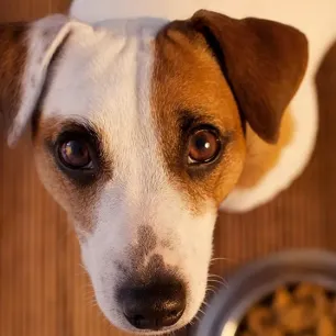  Jenis Makanan Anjing yang Menjadi Kesukaannya