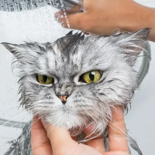 5 Alasan Kenapa Kucing Takut Air