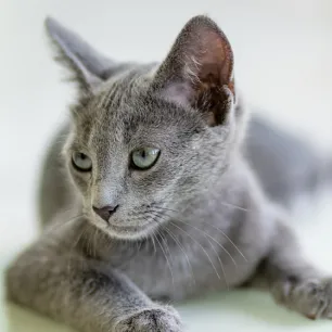 Mengenali Berat Badan Ideal Pada Kucing