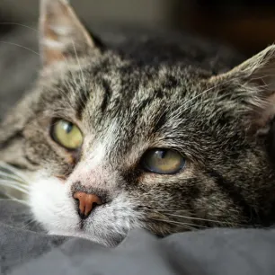Penyebab FLUTD Pada Kucing dan Apa Makanan Kucing yang Tepat