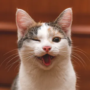 Cara Menjinakkan Kucing agar Lebih Ramah dan Penurut