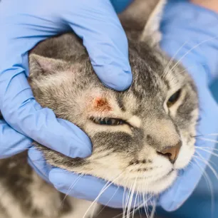 Kucing Jamuran - Penyebab, Gejala, dan Cara Penanganannya