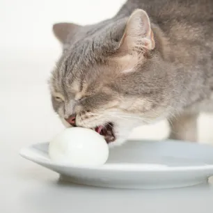 Apakah Kucing Boleh Makan Telur Simak Penjelasan Berikut!