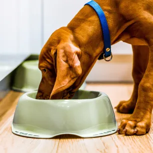 Apakah Anjing Boleh Makan Nasi Ini Jawabannya!