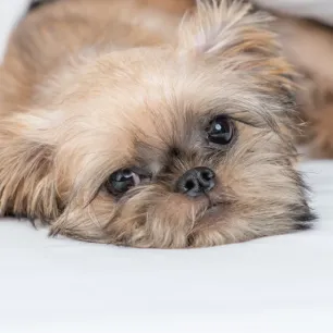 Penyebab dan Gejala Anjing Muntah Darah yang Perlu Diketahui