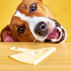 Apakah Anjing Boleh Makan Keju Ketahui Jawabannya di Sini