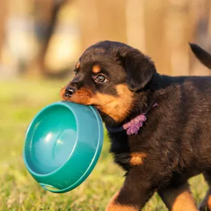 Cara Menggemukkan Anjing Kesayangan secara Sehat dan Aman