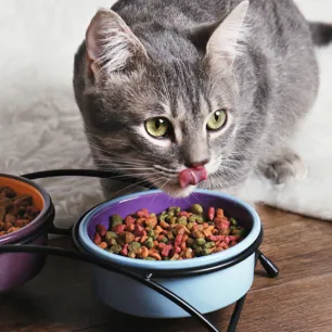 Jenis Makanan Kucing dan Cara Memilihnya